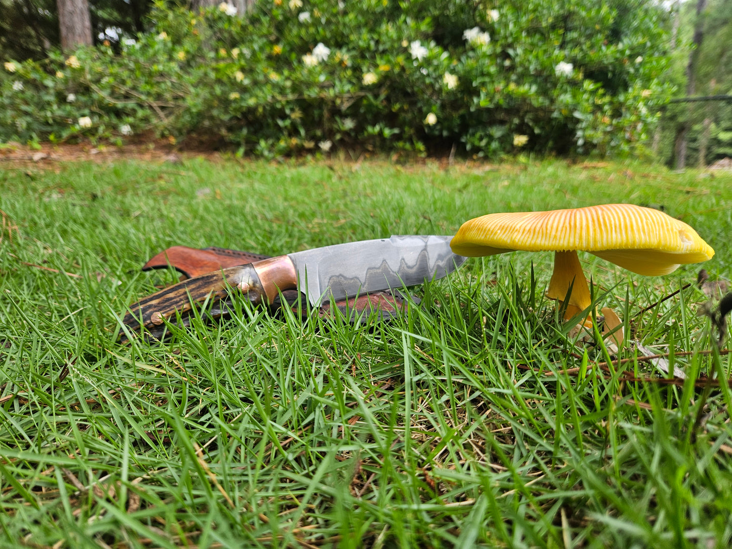 Recurve Bowie